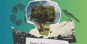الاستدامة كتجربة بصرية